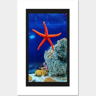 Patrick the starfish in real life! Posters and Art